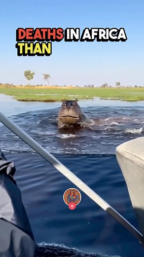 612K views · 961 reactions | The 5 most dangerous animals in the world #top5 #dangerous #animals | Top5expensive | Facebook