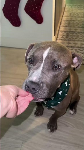 Woman Fosters Dog and Finds Him Loving Home - 1538021