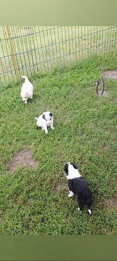 Kisses of Angel border collies Puppies 5.26 4 weeks #bordercollie #puppy #puppylove