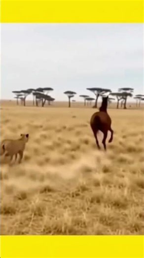 chata Attack on Horse #lifeisbutadream #entertainment