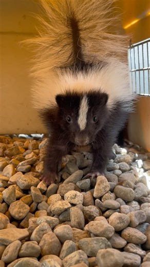 If you’ve ever stuck around after seeing a skunk stomping or charging in your direction, then it’s very likely that you have been sprayed before! Spraying is a skunks last line of defense and they will use these other tactics to warn you to back off before finally spraying. Baby skunks, or kits, can spray starting at 8 days old! They won’t be able to aim until 3-4 months old, which our rehabbers are very grateful for. Unfortunately for our rehabbers, those stinky toots still stick on clothing, w