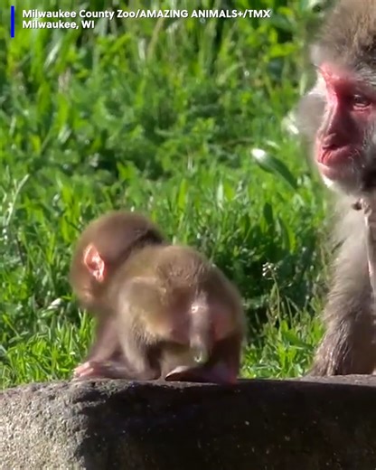 13K views · 143 reactions | A zoo welcomed this adorable new baby Japanese macaque monkey! | WSMV 4, Nashville | Facebook