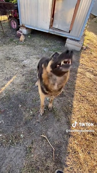 Відео користувача Пёсик Цезарь (@teeeeeevooooo) з композицією «оригинальный звук - Хуj86»