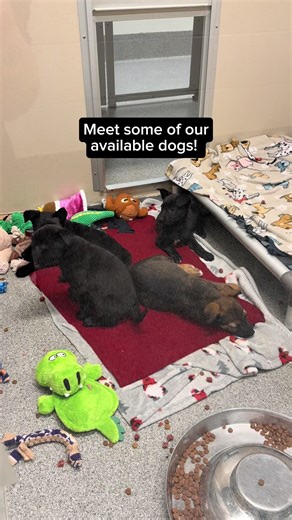 Adopt a Sweet Pup for the Holidays