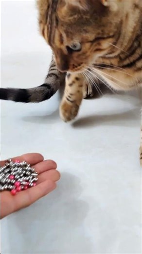 Curious Bengal Cat Meets Shiny Objects ✨ ASMR #bengalcat #asmr #catshorts #satisfying #cute