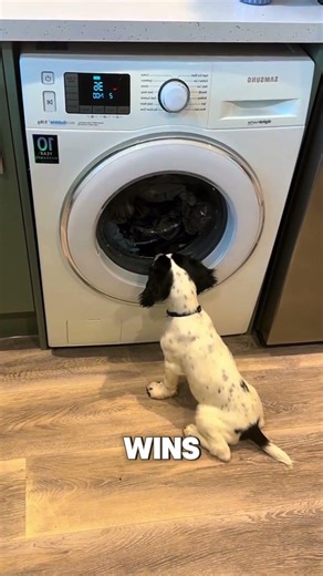 Dog vs Washing Machine Mystery
