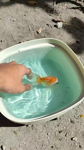 Update sa Goldfsh na may Swim Bladder Disorder 🐟 | Daily Fish Dose