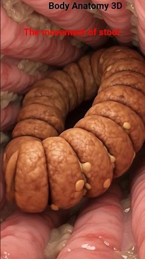 Illustration on the movement of stool inside the gut | Gut Health | Body Anatomy 3D