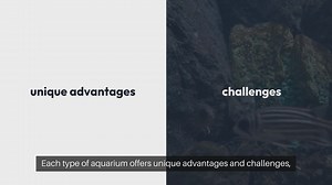 Keeping Fish Freshwater vs. Saltwater Aquariums