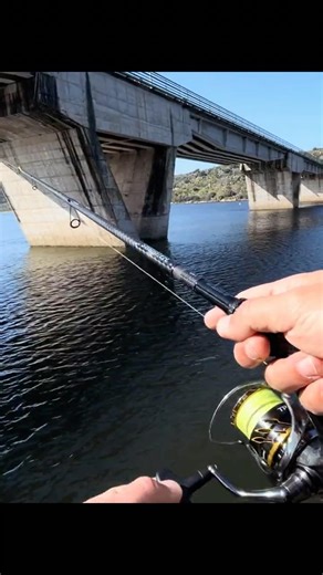 Drop shot zander at the bridge spot