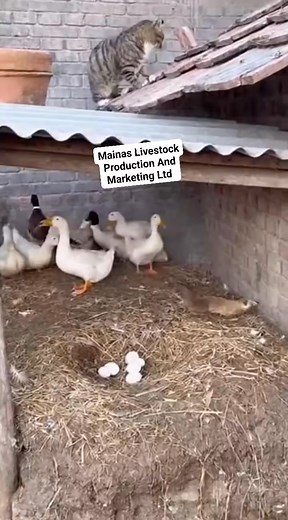 Power of Cat in the farm🤣🤣🤣🤣. #CatHero #GooseAndCat #FarmRescue #AnimalTeamwork #FarmFriends #RatHunter #AnimalHeroes #FarmLifeNigeria #GooseProtection #FarmPartnership #CatPower #FarmLoveStory #AnimalsProtectEachOther #FarmAction #FutureFarmersAcademy #FunnyFarmMoment #RealFarmAction #FarmVibesOnly #GooseSaved #HeroOnTheFarm | Mainas Livestock Production And Marketing Ltd