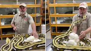 USA: Python beisst Besitzer ins Gesicht, weil er ihr die Eier wegnimmt