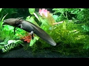 Axolotl swimming and eating worms HD