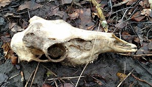 Hunting for shed antlers and answers: Finding a skull and skillful hints/tips