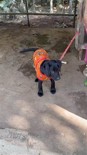 wow dooge Remote contol 😝✅💥#shortsfeed