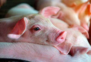 Coccidiosis in piglets