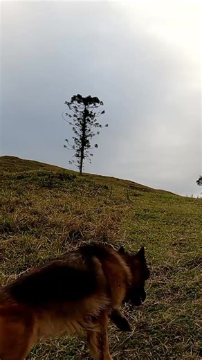 Exploring Nature: ASMR Camping Adventure with a Girl