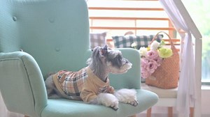 BEAUTYZOO Dog Clothes for Small Medium Dogs, Pet T Shirts Cotton Stretchy Dog Shirts for Fall Winter Cold Weather, Puppy Clothes Vest Size XS S for Boy or Girl Outfit Apparel Pink Brown