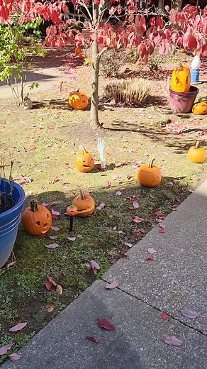 Thank you goes out to Scout Pack 61 for carving over 30 pumpkins for our very own Pumpkin Trail. 🎃 | Pleasant Ridge Manor