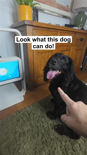 Managing Multiple Dogs With Joipaw  With Joipaw you can register...