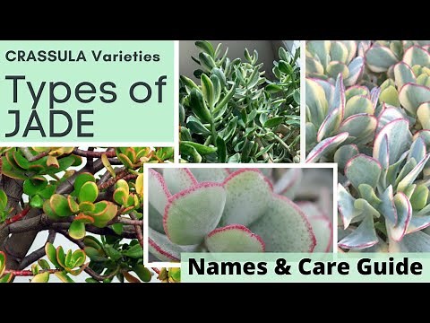 Types of JADE PLANT Identification CRASSULA Varieties | Names and Care Guide with MOODY BLOOMS