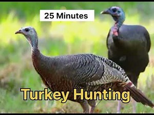 Turkey Call Sound 🦃 Real Hunting Audio That Actually Works!Wild Turkey Hunting Audio 🎯 Best Gobblel