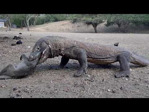 【驚愕！閲覧注意】コモドドラゴンが猿を食らう！！kommodedragon