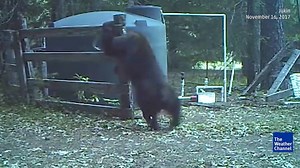 This bear is having a great time! | The Weather Channel