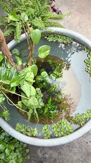 Adding Floaters to the Mini pond 💧🌿