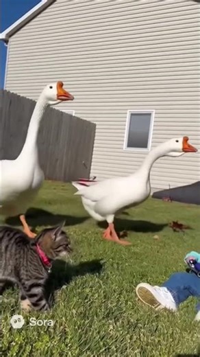 Geese like to chase each other.