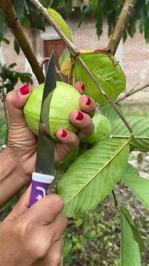 Jambu Kristal Fres Pohon #jambukristal