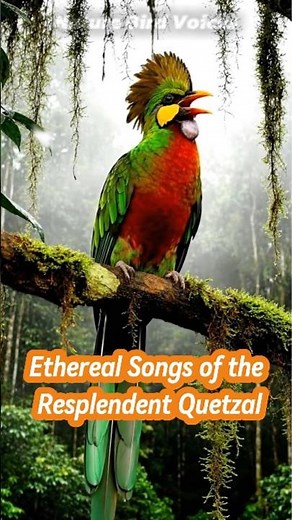 Ethereal Songs of the Resplendent Quetzal #birdsongs