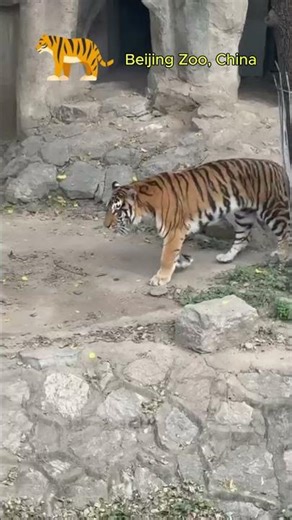 You Won't Believe How Smooth This Tiger Moves #shorts #animals #zoo