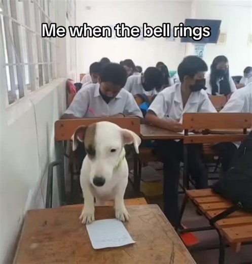 #studentdog #meme #fyp #xyzcba #funny #dogsoftiktok
