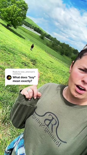 Exploring the Wonder of Bay Horses