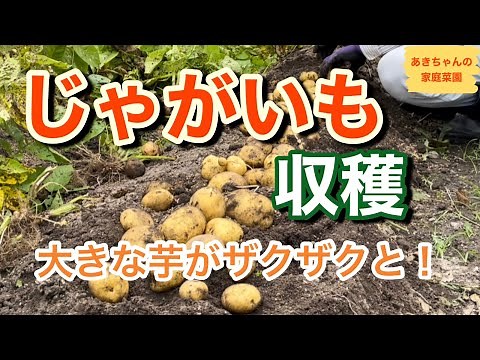 じゃがいもの収穫【きたあかり】【じゃがいも栽培】【家庭菜園】