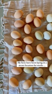 How to tell if eggs have gone bad. 🥚Simple as the float test! If it sinks, it’s good. If it floats, it’s bad. Air enters old eggs, making them float. This method can also be used for store bought eggs. 🥚Have you ever found a honey hole full of eggs your hens were hiding? Goodness it’s fun to find that stash 😍😁 🥚Later this week come back for part 2…a reel on how to dehydrate eggs for long term storage #aintnowaywecaneatalltheseeggs #backyardchickens #chickenlady #farmfresheggs #egglayers #ea