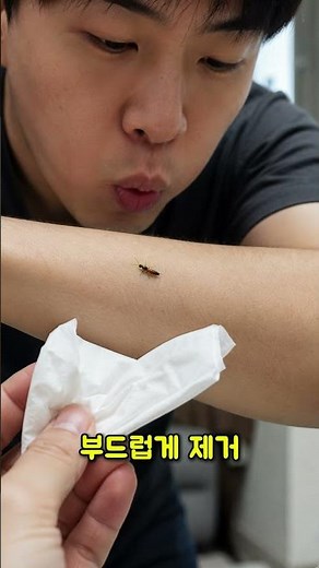 화상벌레, 절대 손으로 잡지 마세요! 피부에 닿으면 위험합니다