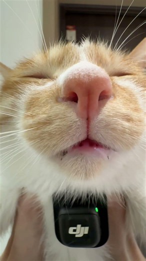 【猫動画】猫の鳴き声ASMR🐱✨DJI Mic 3でキャッチ！何を伝えようとしているのか？🥺