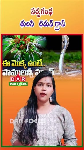Plant These Plants to Keep Snakes Away from Your Home | Latest updates | DAR FOCUS #darfocus