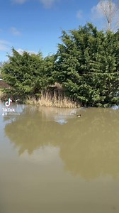 8.3K views · 53 reactions | Spring at Mill Farm Leisure - Holiday cottages & lakeside fishing lodges | Mill Farm Leisure | Facebook