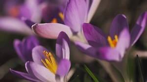 Springtime Macro View Violet Crocus Soft Stock Footage Video (100% Royalty-free) 3451237613 | Shutterstock