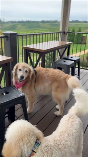 The Best Part of This Winery? The Dogs 🐾🍇