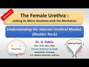 Lect 2 Female Urethra Understanding the Bladder Neck