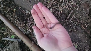 5K views · 40 reactions | Our friends at NY iMapInvasives are running...