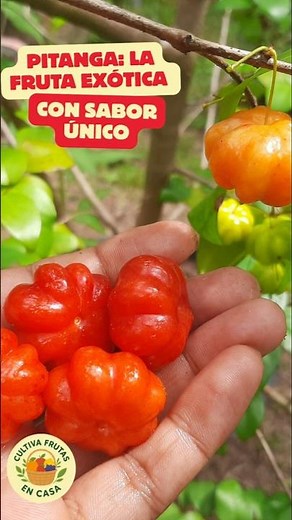Pitanga 🍒 | Cereza de Surinam | Cultivo y beneficios de esta fruta tropical 🌿