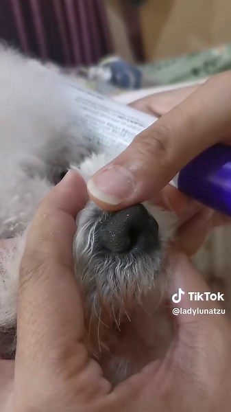 Video Anjing Lucu: Shih Tzu dan Bichon Frisé