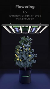 33K views · 160 reactions | Wondering how to change light cycles from the Veg phase to Flowering while using ADlite series in your home garden? 樂 Check out our comprehensive guide below to learn the best light switch settings for ADlite at different stages of growing!  Learn more ➡ https://www.mars-hydro.com/adlite-supplement-led-grow-lights #marshydro #ADlite #supplementallights | Mars Hydro LED | Facebook