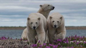 Surrey photographer’s passion for polar bears leads to prestigious National Geographic feature