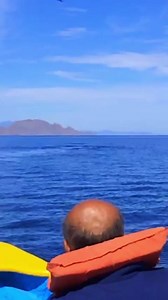 59K views · 4.2K reactions | La Ballena Azul está en #Loreto  Estos mamíferos son considerados los gigantes del mar debido a que pueden llegar a medir hasta 30 metros y pesar 200 toneladas.  #BajaCaliforniaSur  | Guía Loreto BCS | Facebook